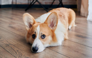 Pet-Friendly Laminate Flooring | Exclusive Floors