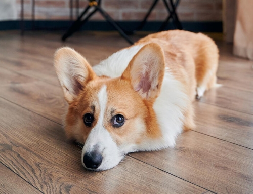 Is Laminate Flooring Good for Homes With Pets?
